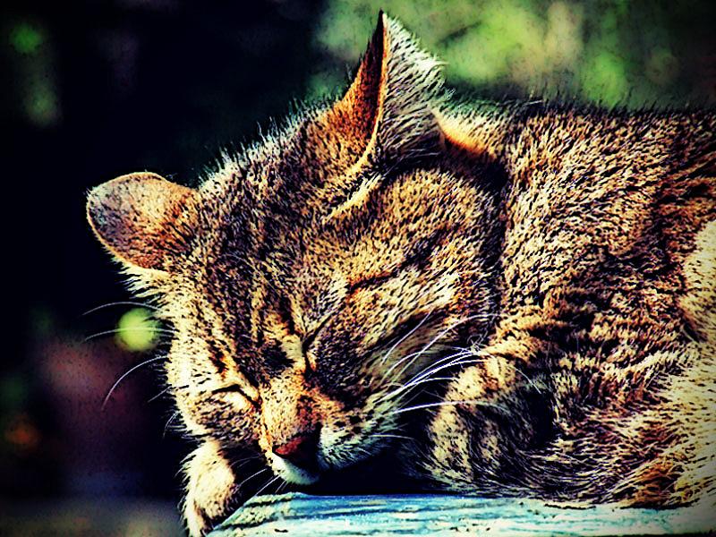 Schlafende Katze